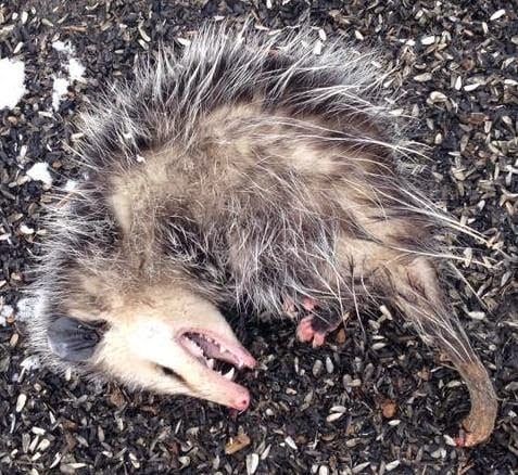 Cropped_Opossum_pic_from_Jenice_T-1