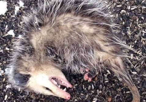 Cropped_Opossum_pic_from_Jenice_T-1