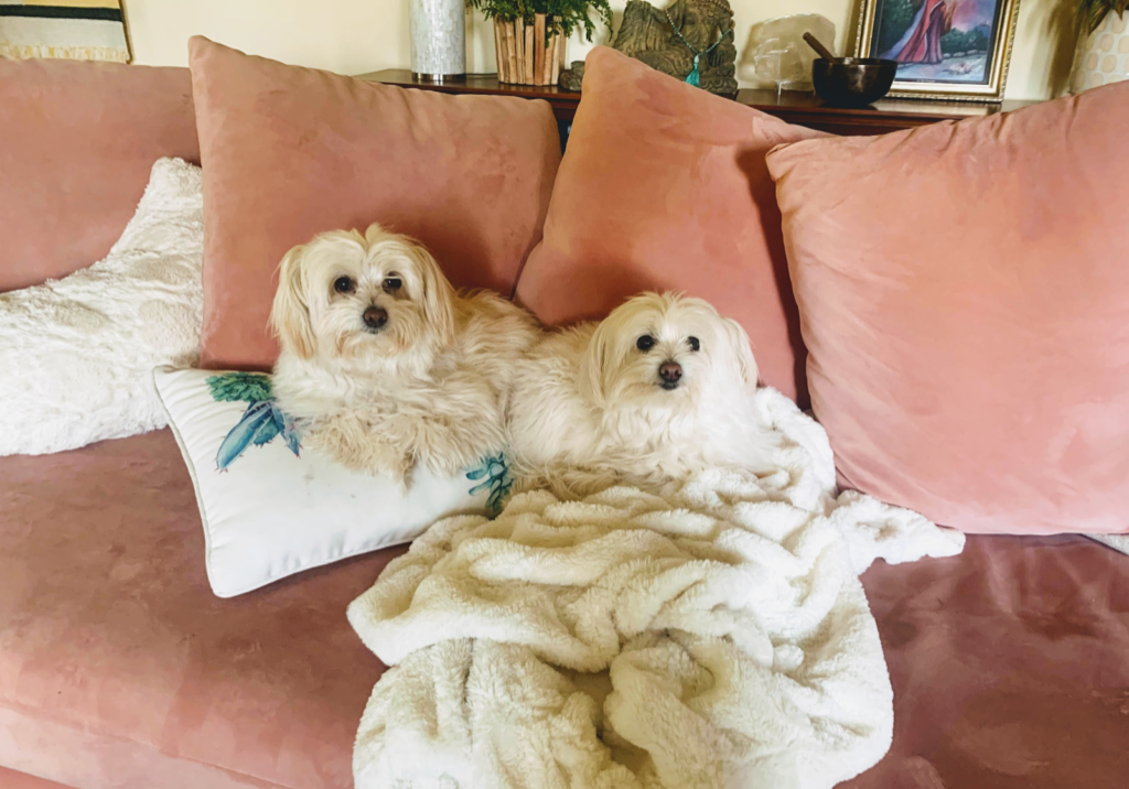 lisa-two-puppies-got-into-forbes